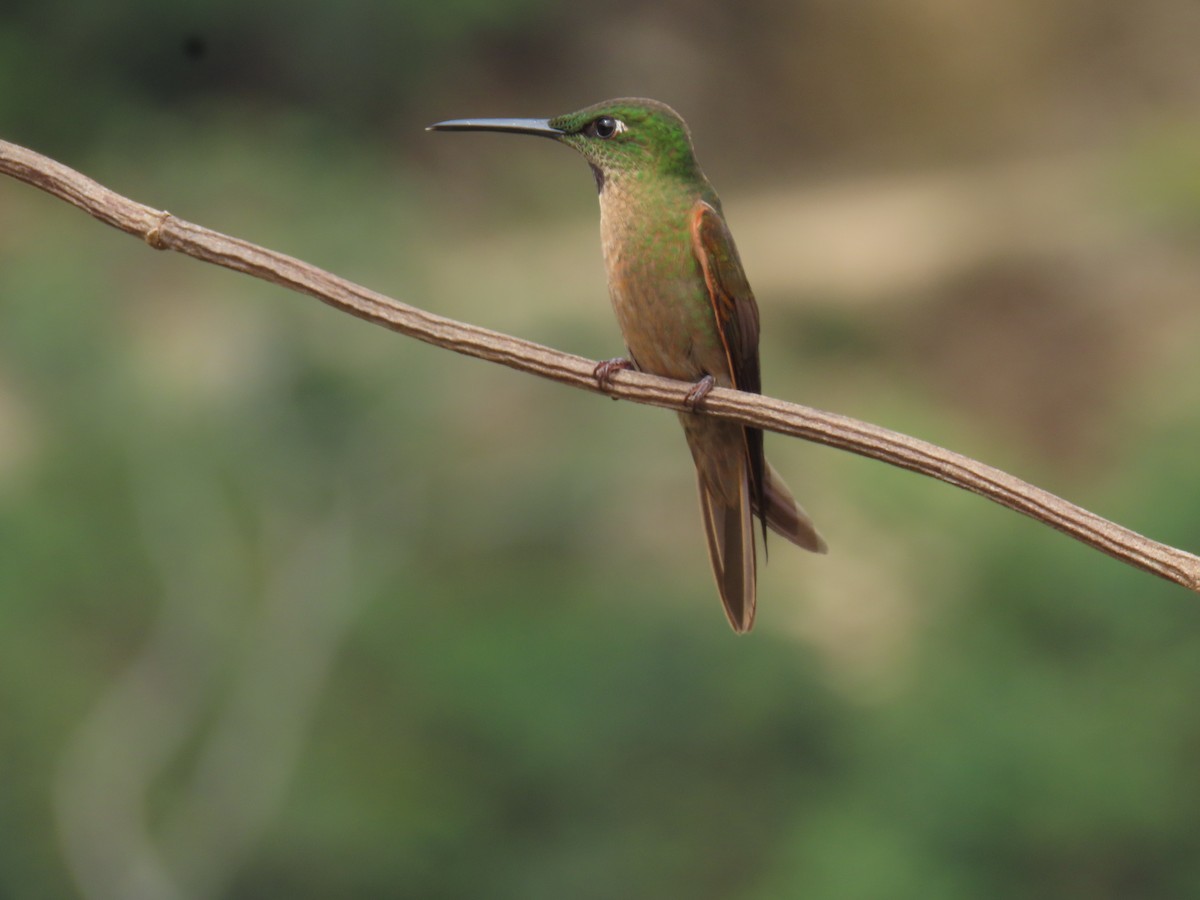 kolibřík hnědobřichý - ML620316003