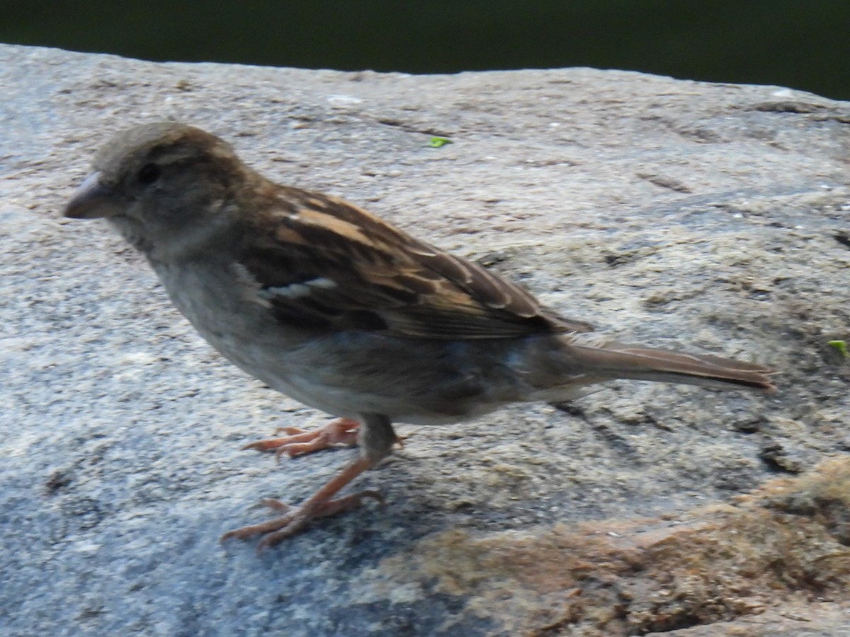 House Sparrow - ML620316011