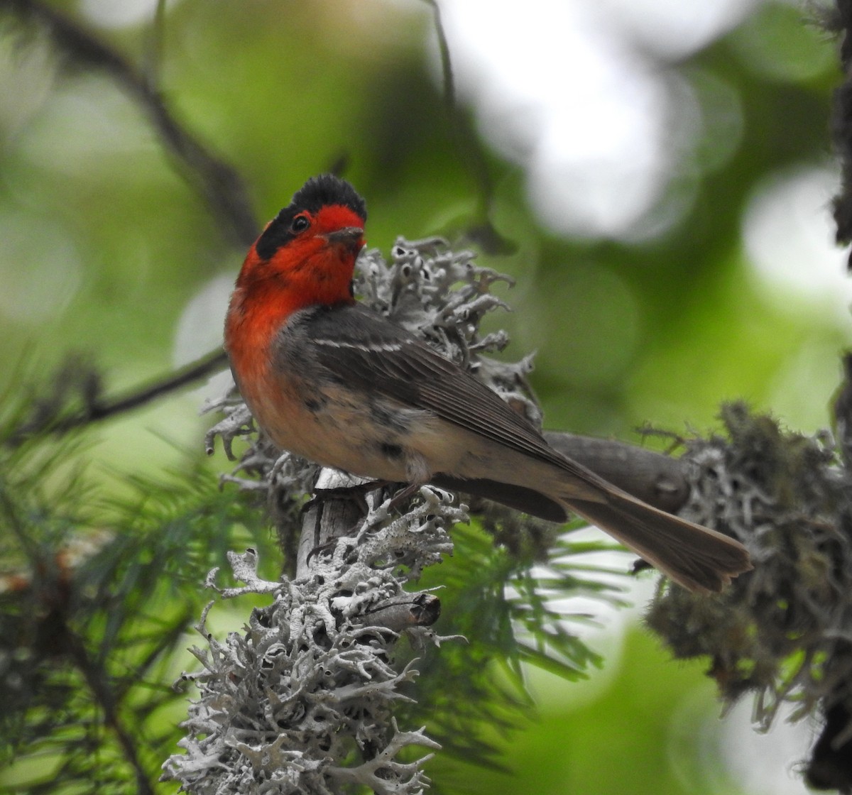 Red-faced Warbler - ML620316013