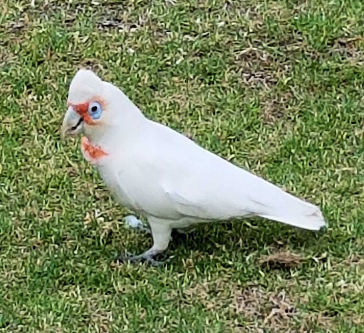 Cacatúa Picofina - ML620316030