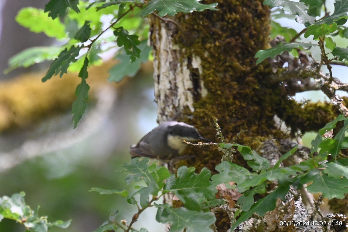 White-breasted Nuthatch - ML620316041