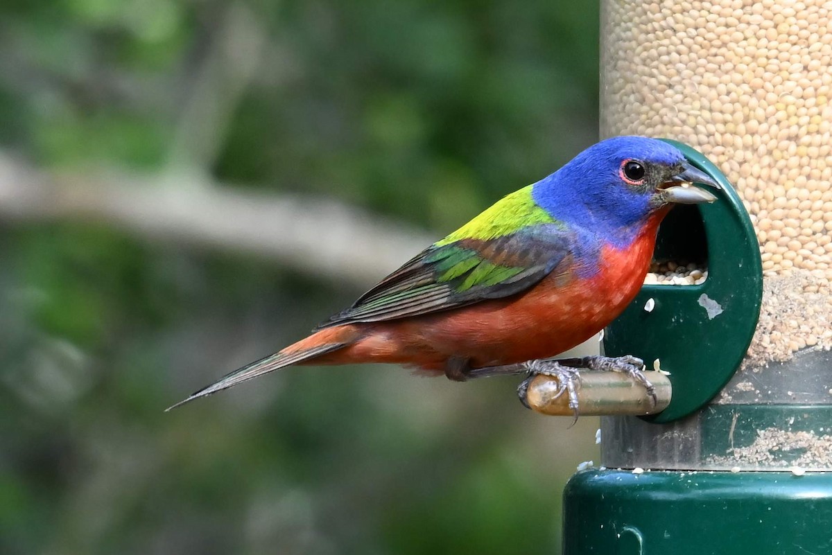 Painted Bunting - ML620316052