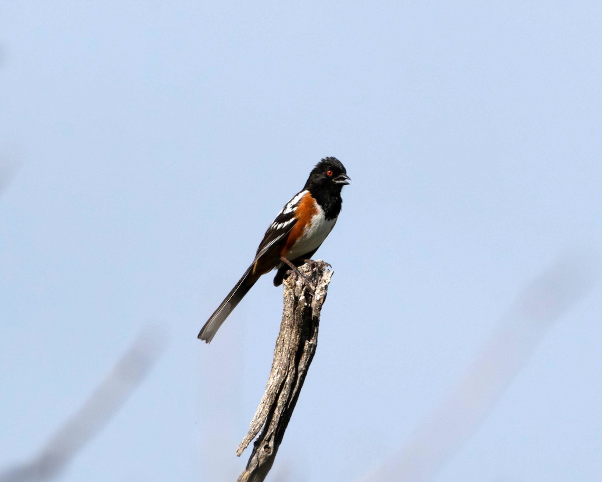 Cardinal à tête noire - ML620316057