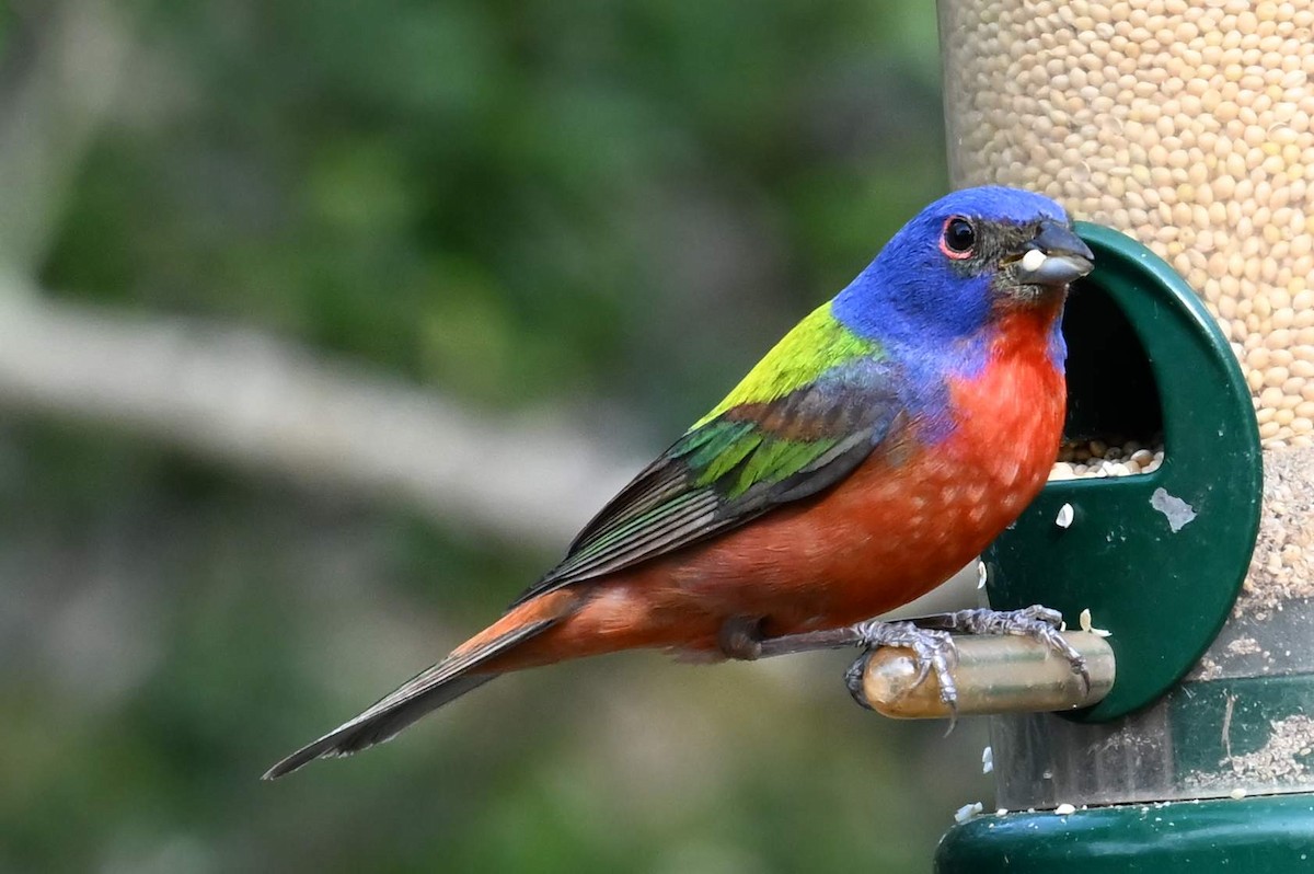 Painted Bunting - ML620316058