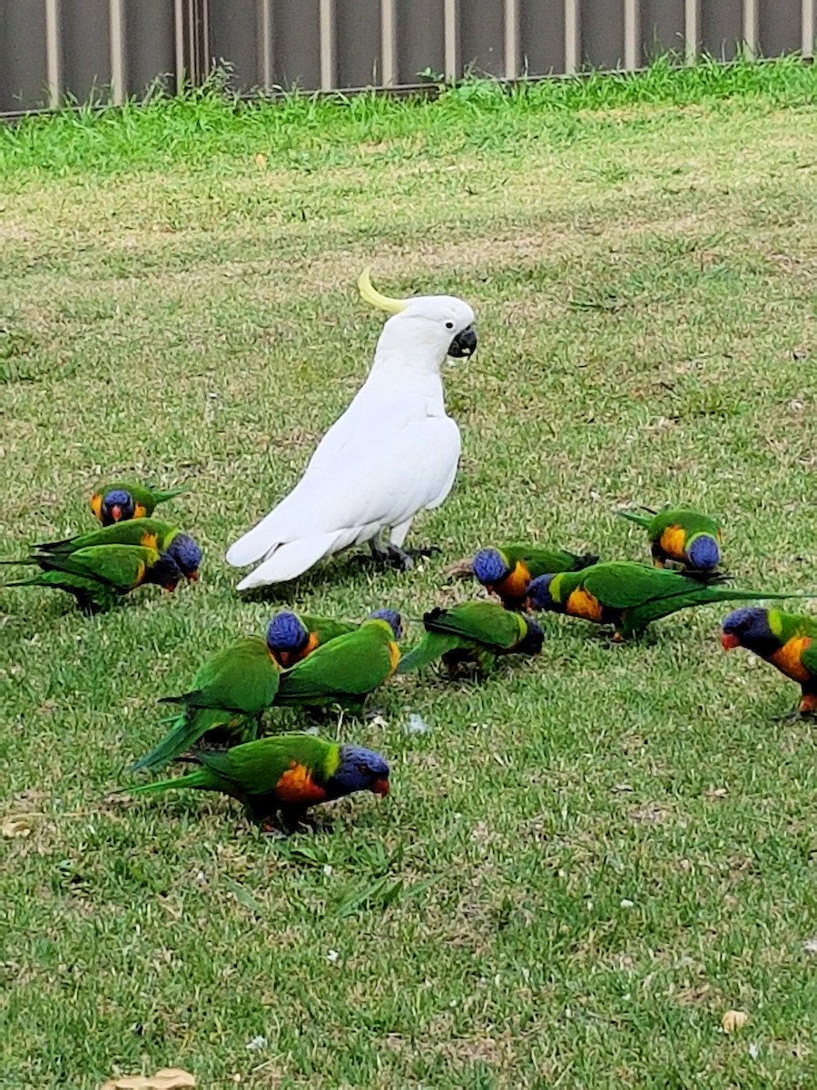 Rainbow Lorikeet - ML620316060