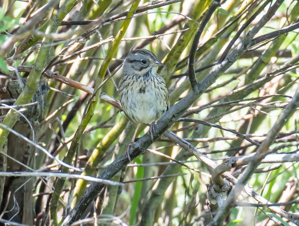 Lincoln's Sparrow - ML620316061