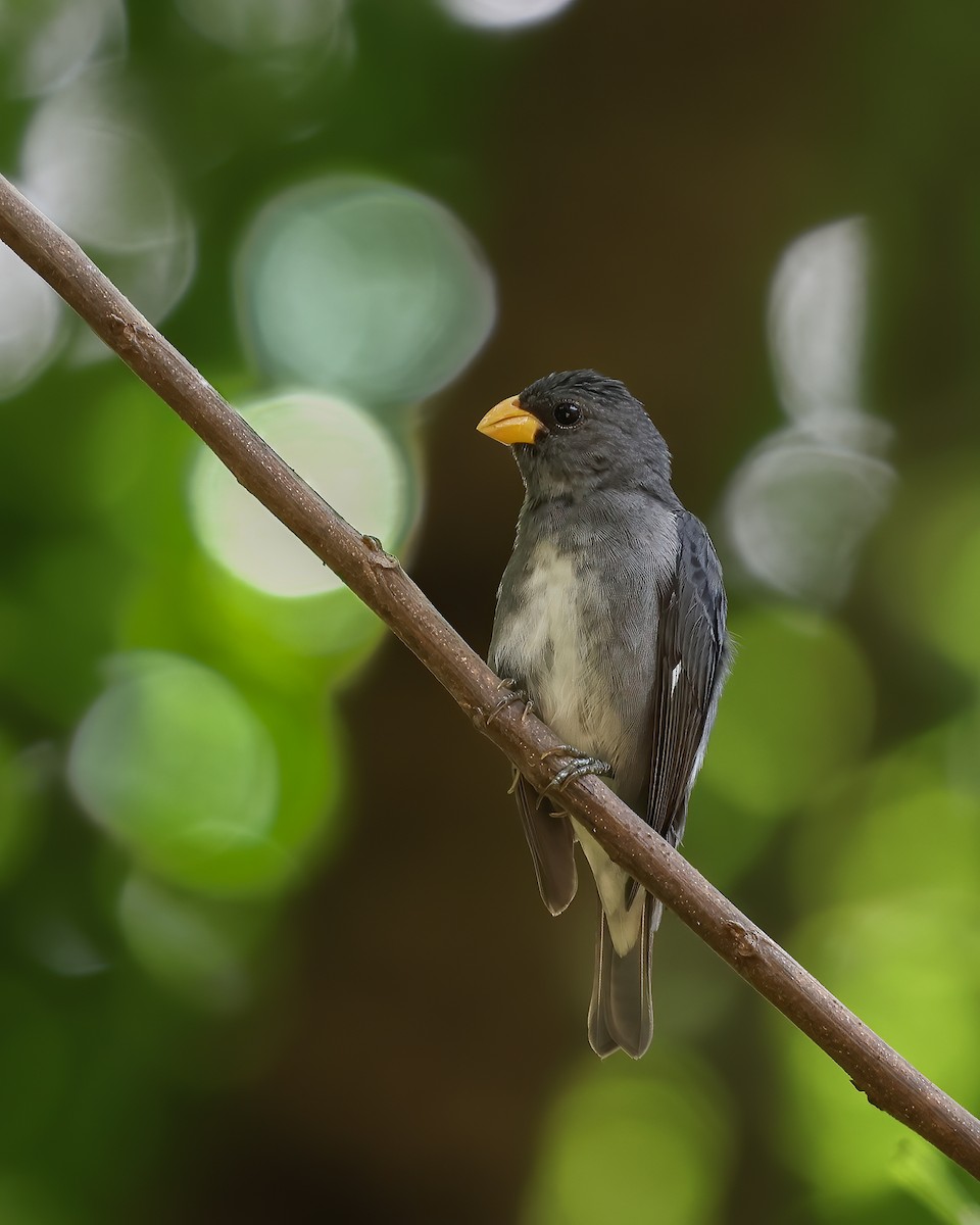 Slate-colored Seedeater - ML620316068