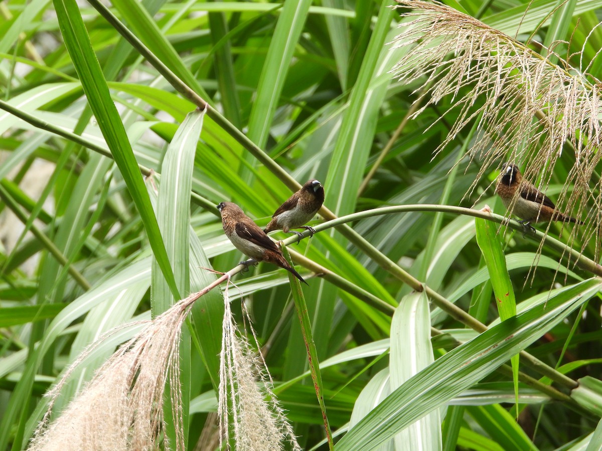 Scaly-breasted Munia - ML620316071