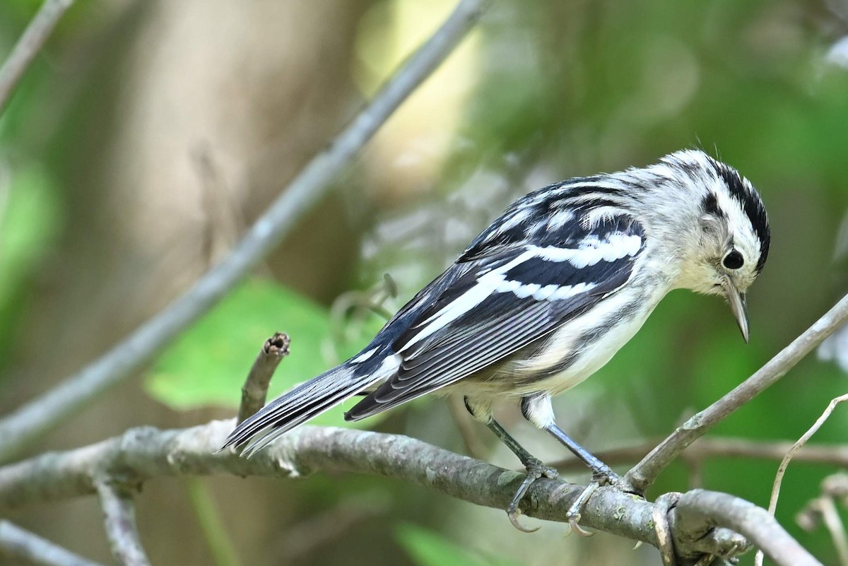 Black-and-white Warbler - ML620316072