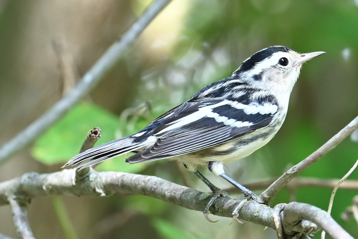 Black-and-white Warbler - ML620316073