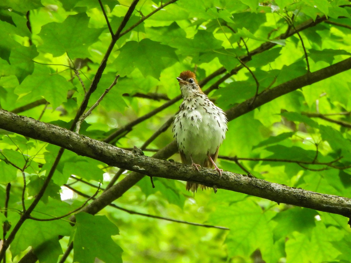 Wood Thrush - ML620316077