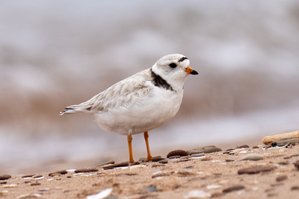Piping Plover - ML620316078