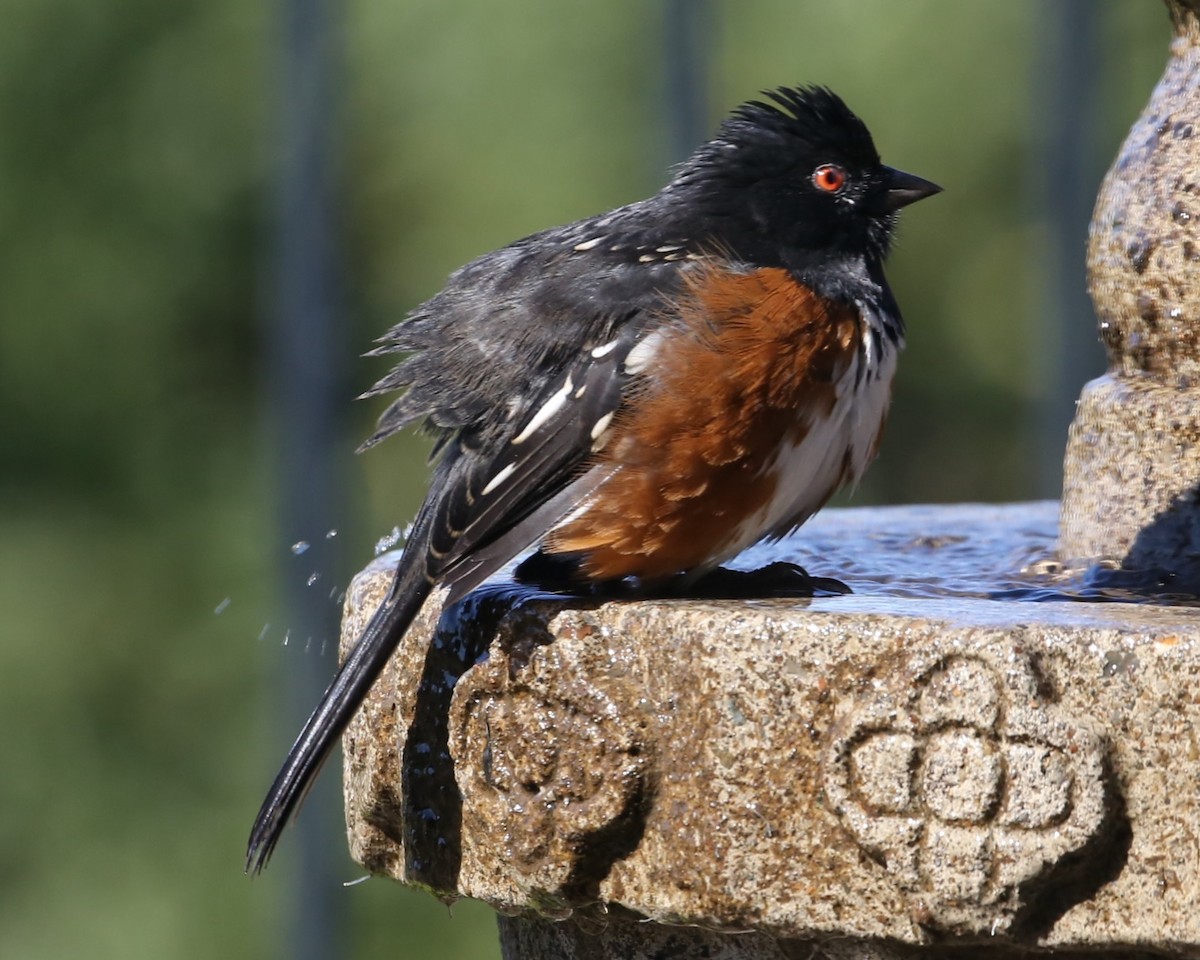 Spotted Towhee - ML620316079