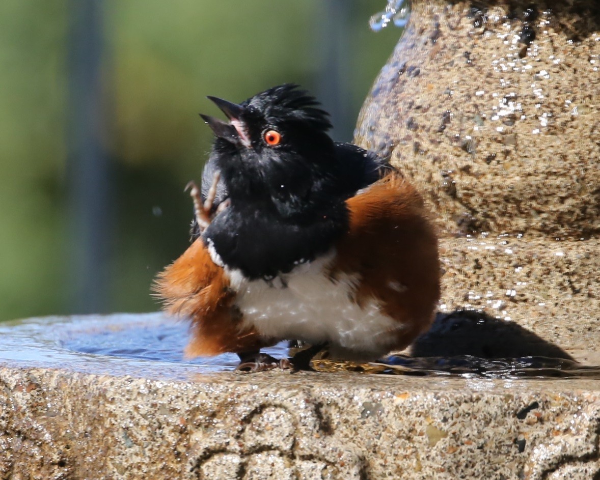 Spotted Towhee - ML620316080