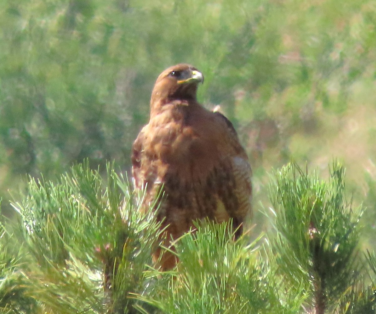 Red-tailed Hawk - ML620316082