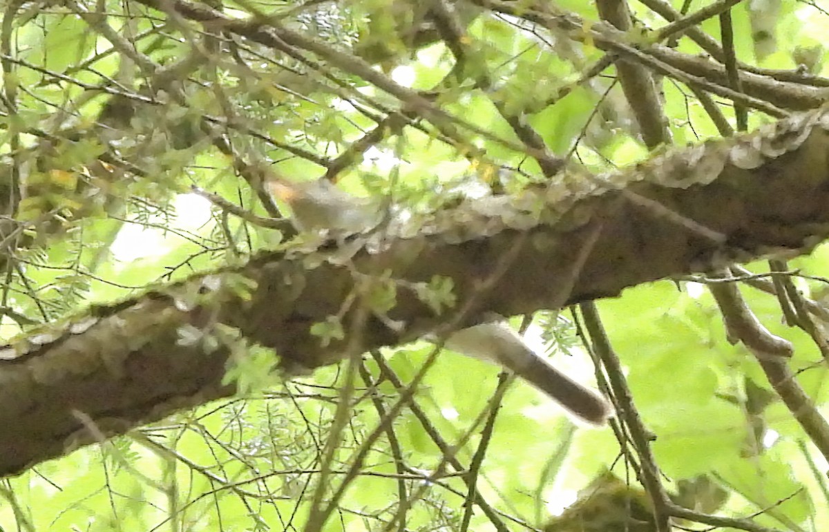 Acadian Flycatcher - ML620316088