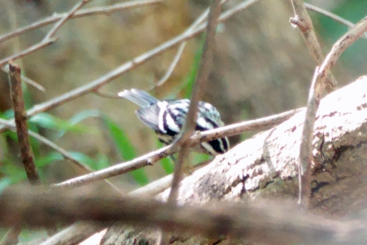 Black-and-white Warbler - ML620316093