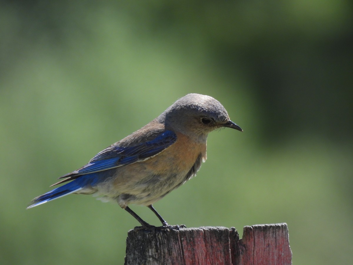 Blaukehl-Hüttensänger - ML620316098