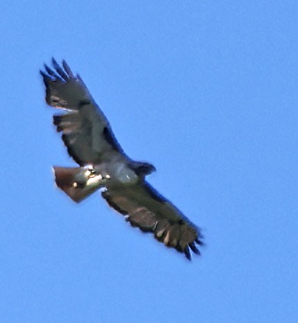 Red-tailed Hawk - ML620316104