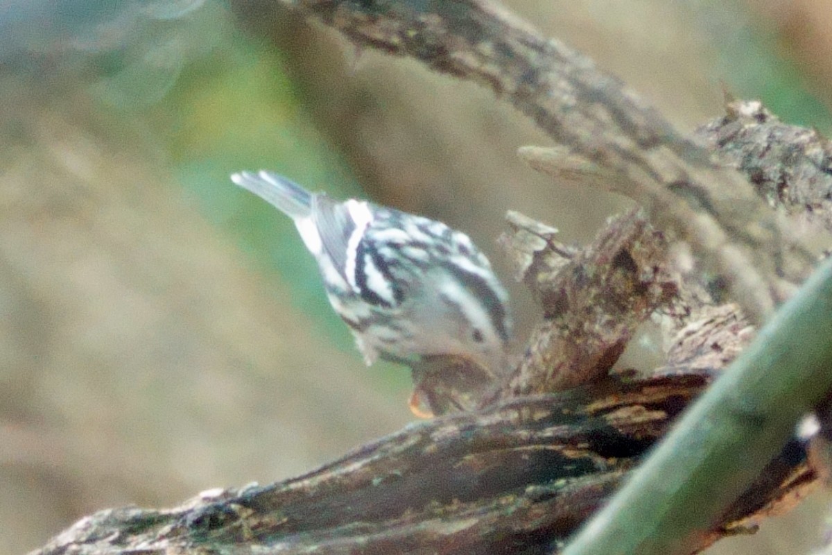 Black-and-white Warbler - ML620316105