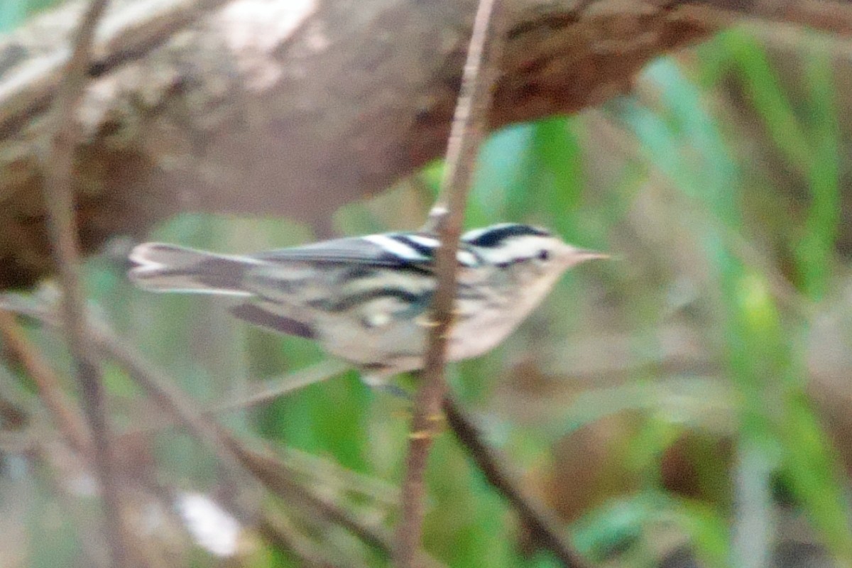 Black-and-white Warbler - ML620316106