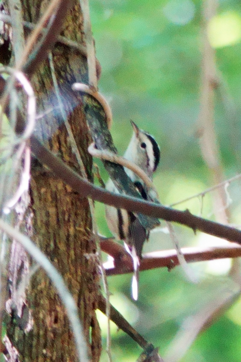 Black-and-white Warbler - ML620316107
