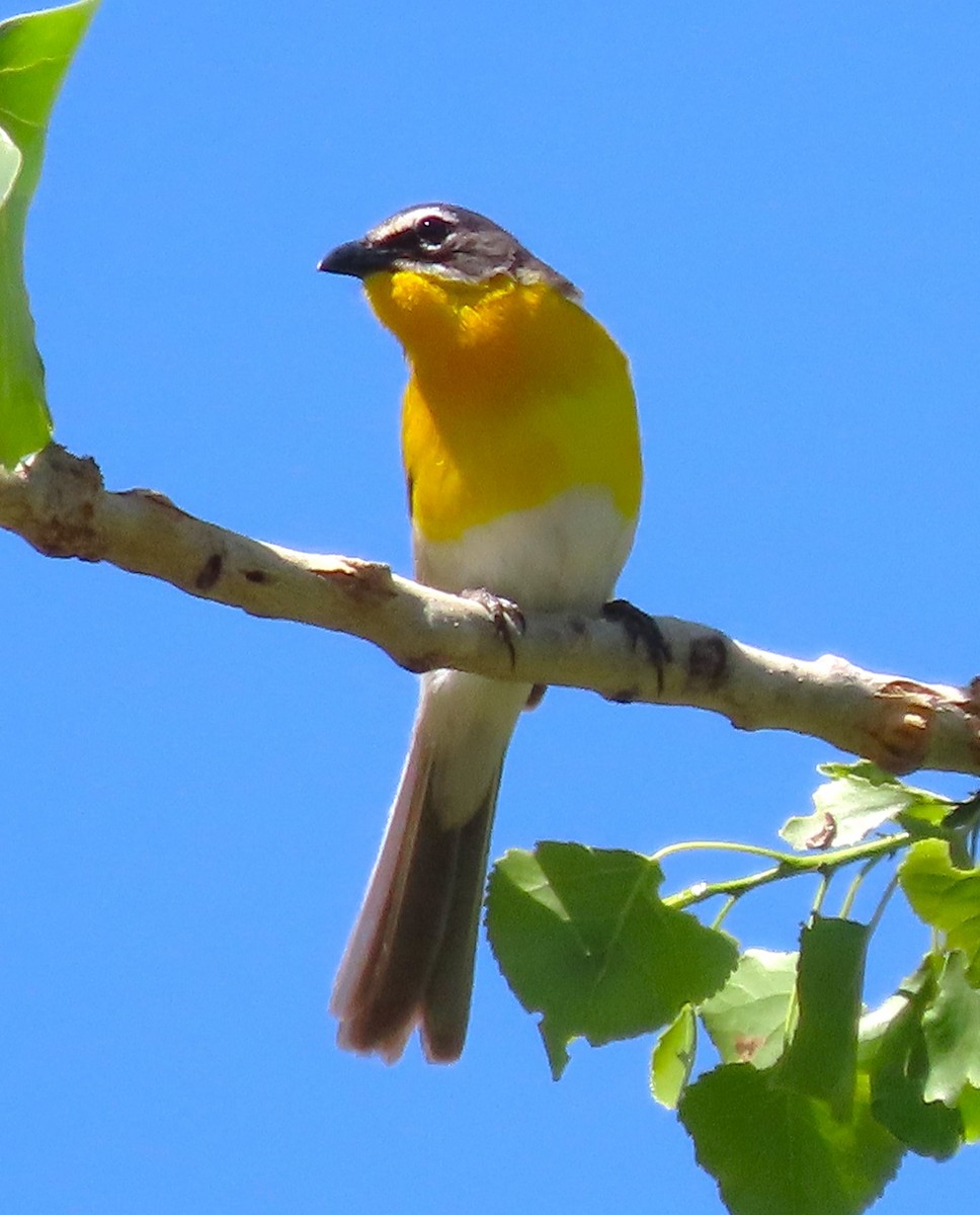 Yellow-breasted Chat - ML620316111