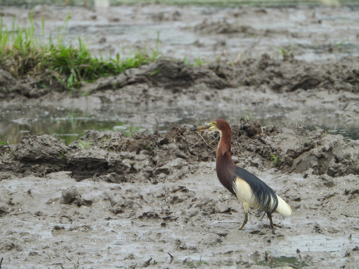 Chinese Pond-Heron - ML620316112