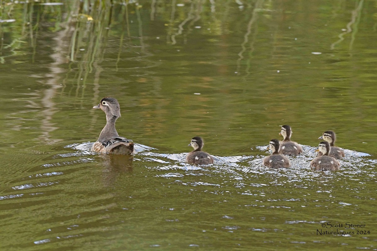 Wood Duck - ML620316113