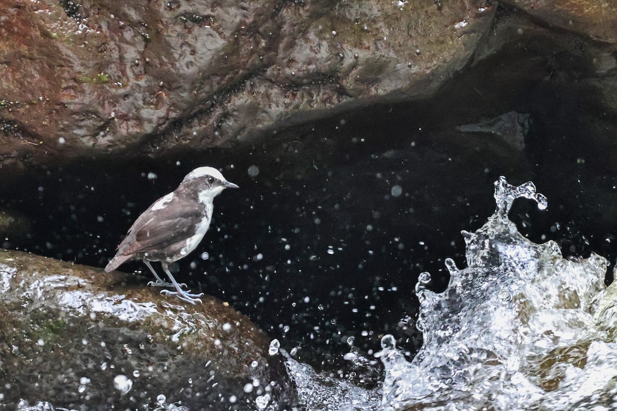 White-capped Dipper - ML620316114