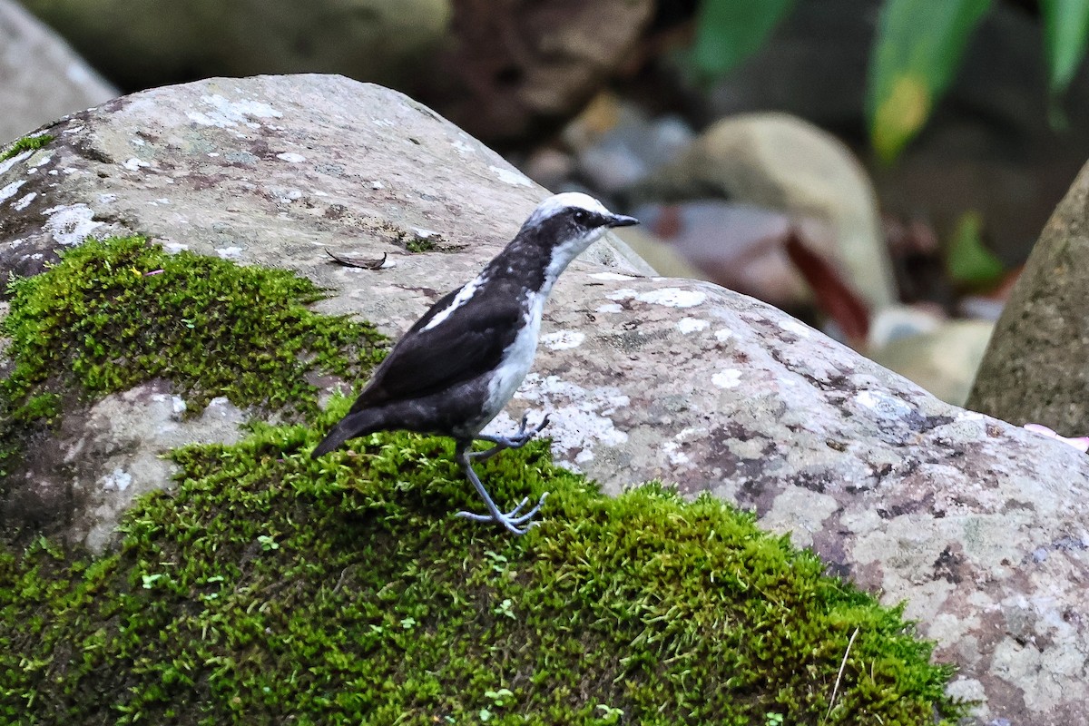 White-capped Dipper - ML620316115