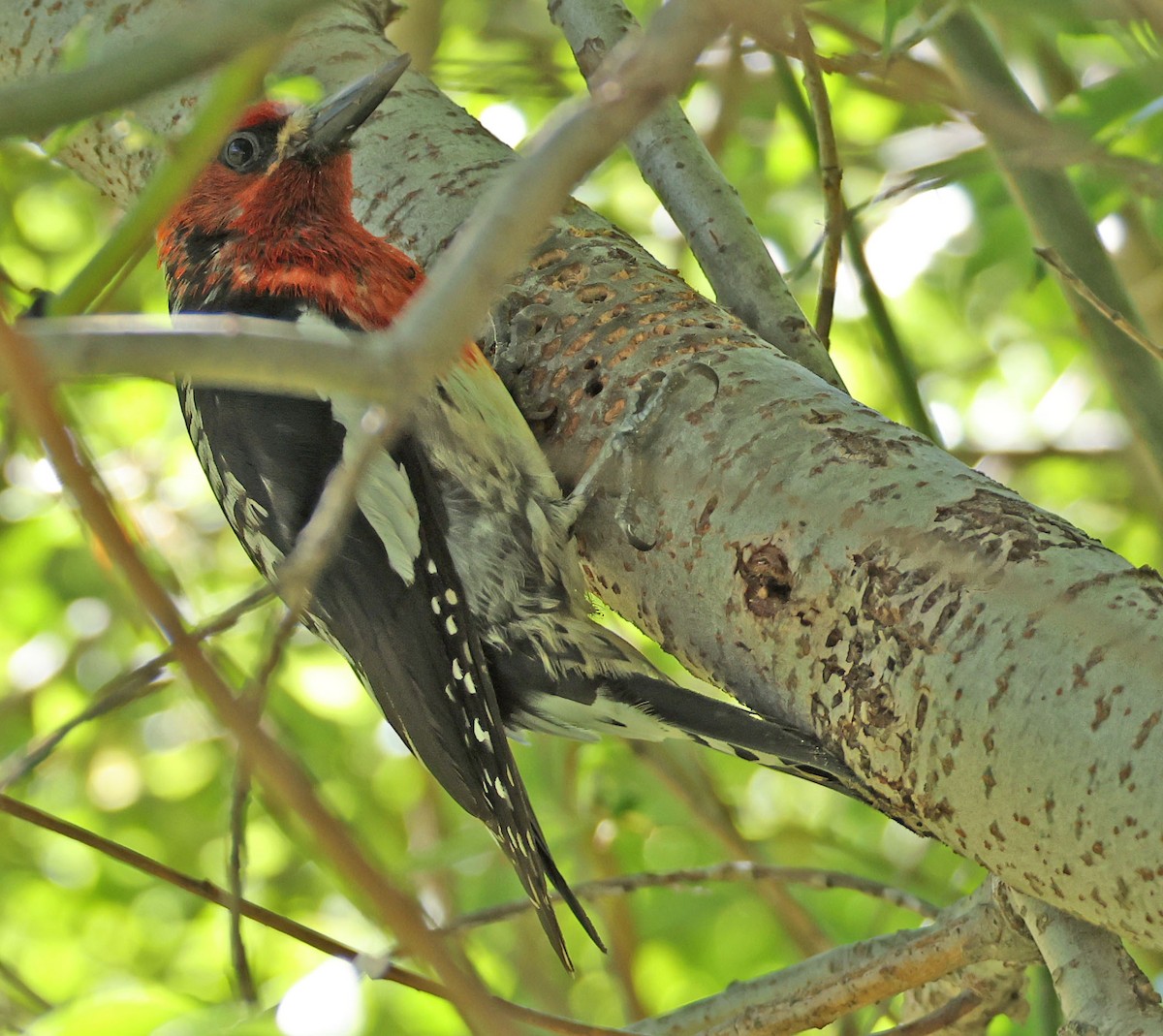 Red-breasted Sapsucker - ML620316117