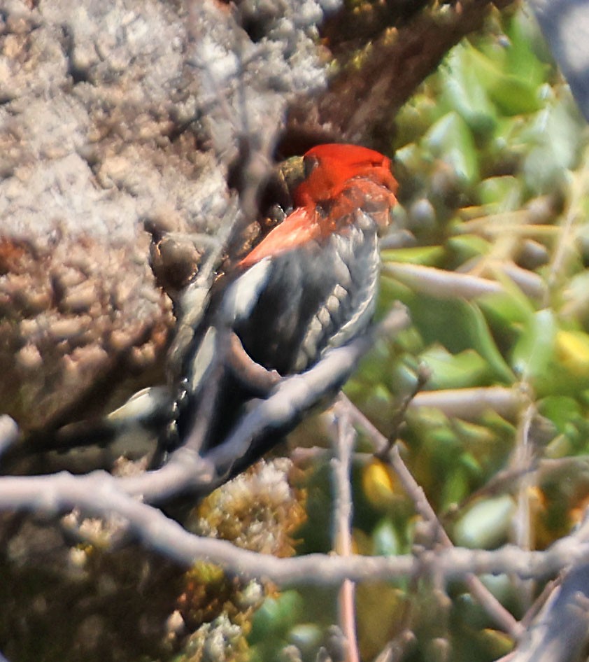 Red-breasted Sapsucker - ML620316118