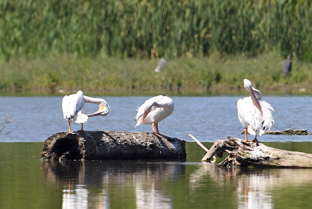 American White Pelican - ML620316119