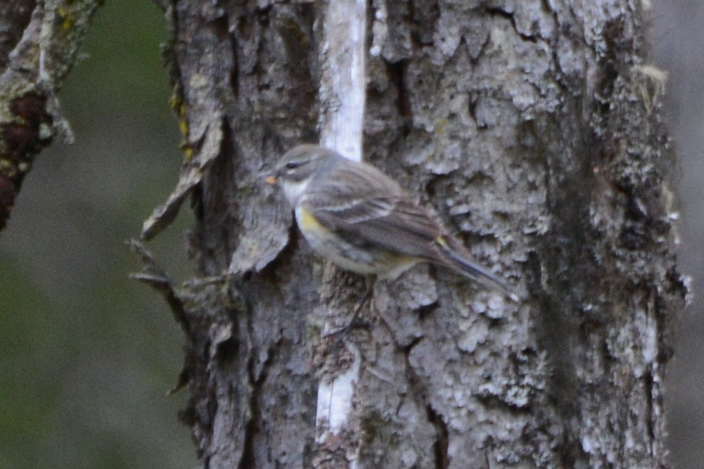 Yellow-rumped Warbler (Myrtle) - ML620316121