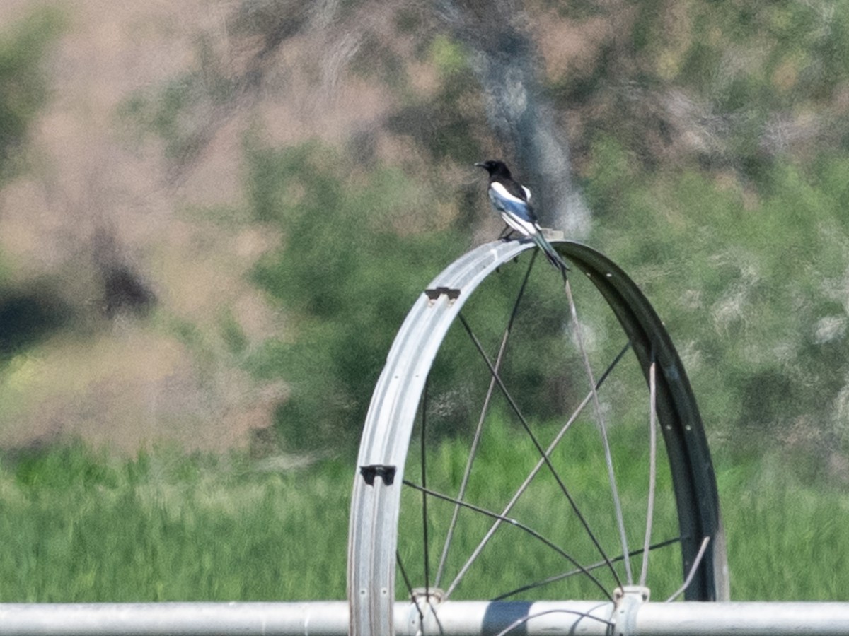 Black-billed Magpie - ML620316123