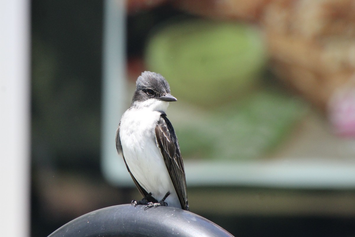 Eastern Kingbird - ML620316125