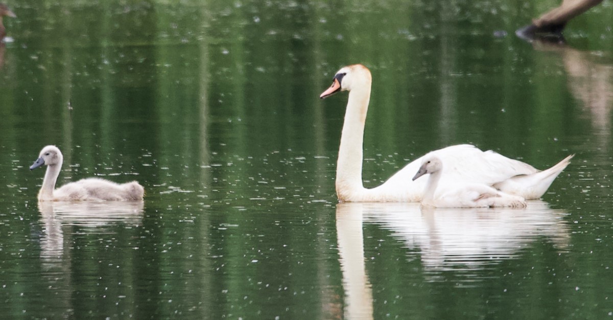 Mute Swan - ML620316126