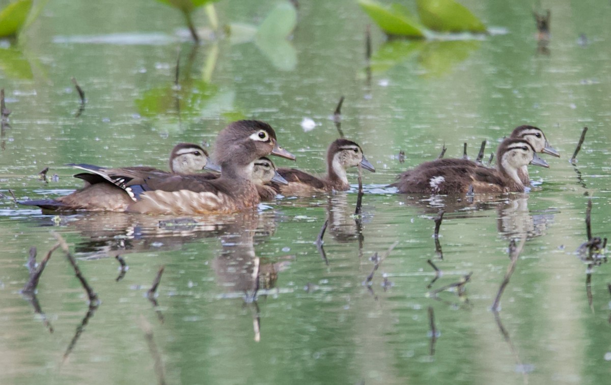 Wood Duck - ML620316130