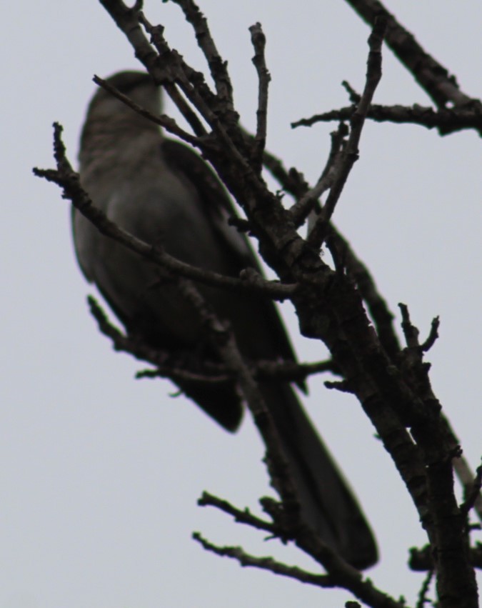 Northern Mockingbird - ML620316135