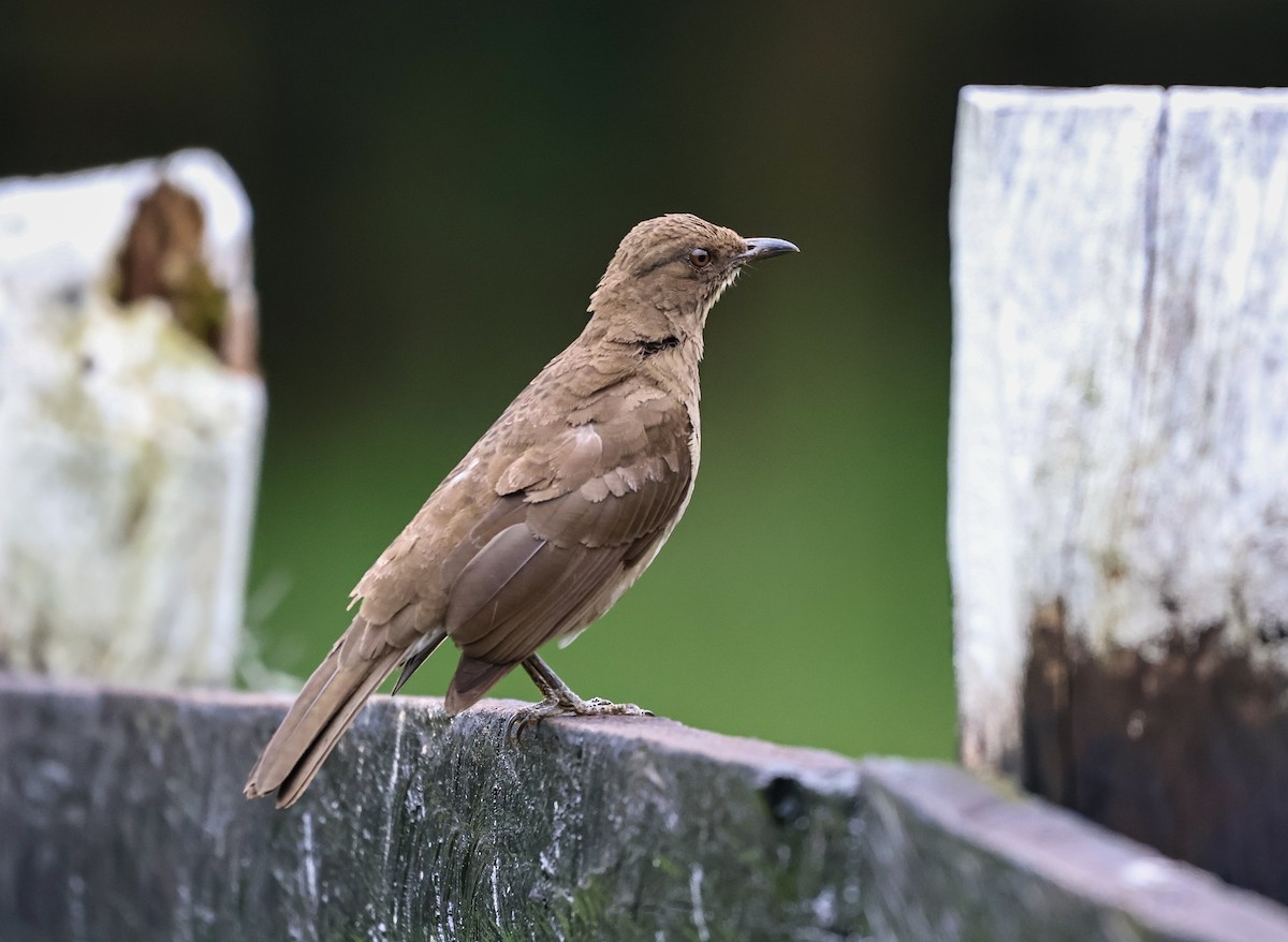 Black-billed Thrush - ML620316136