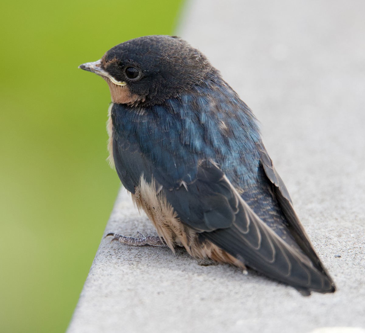 Barn Swallow - ML620316139