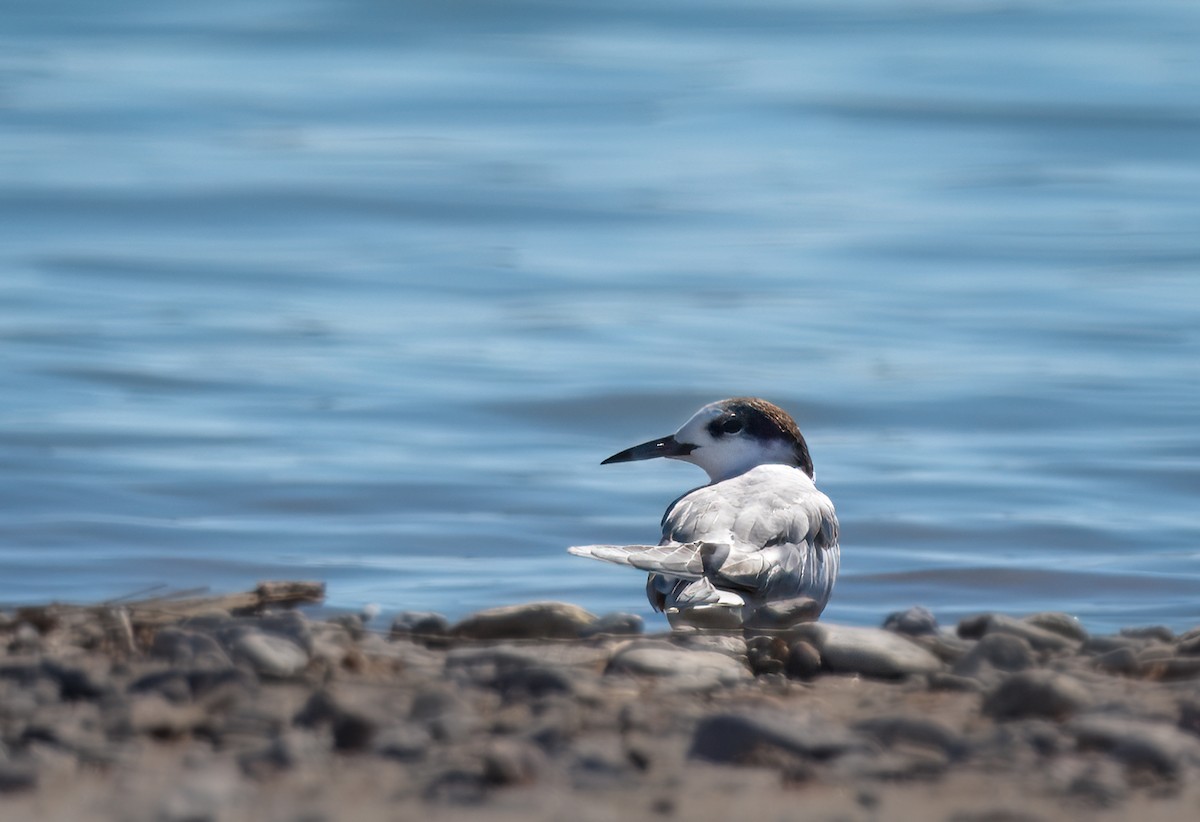 Common Tern - ML620316140