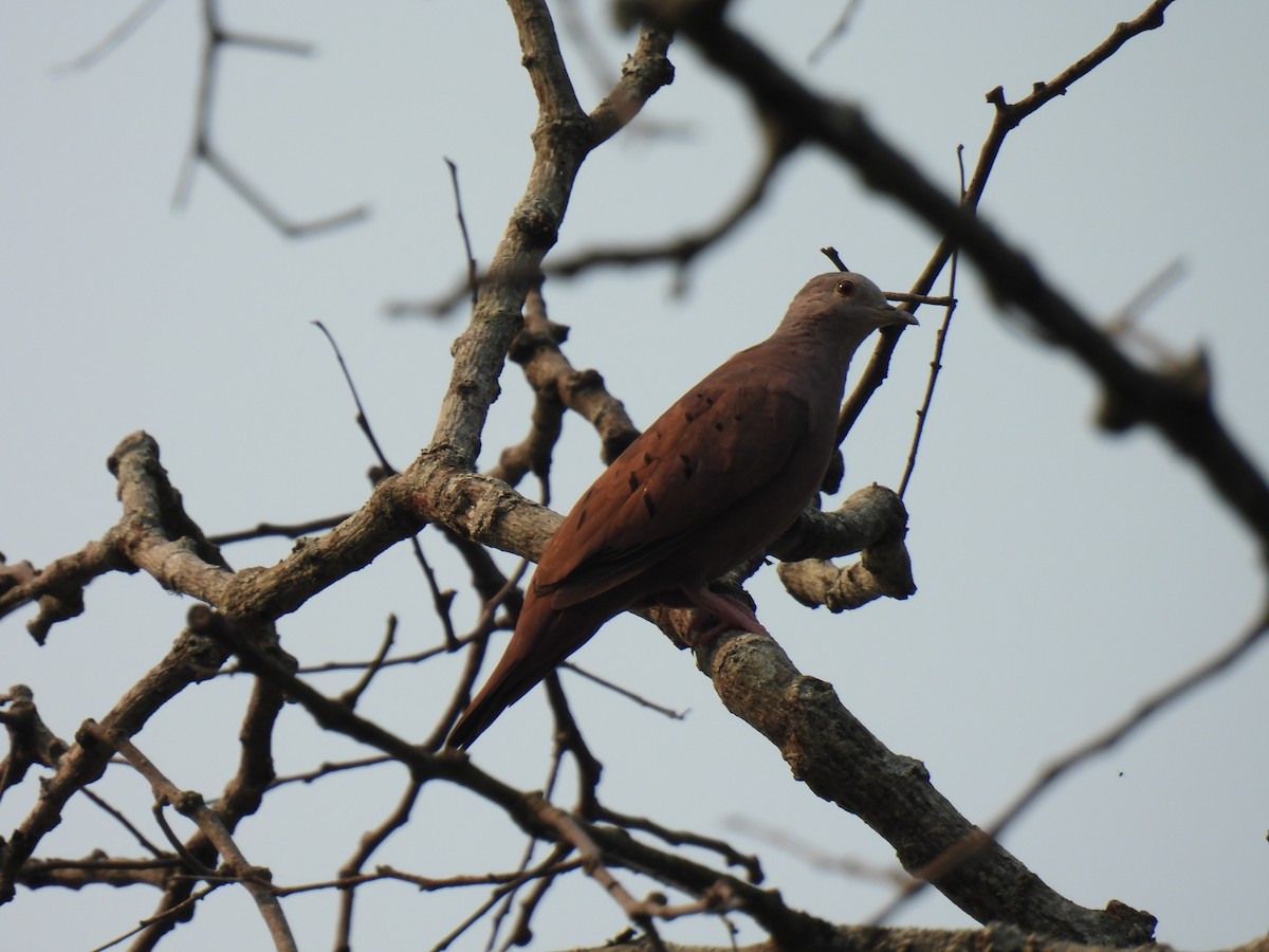 Ruddy Ground Dove - ML620316143