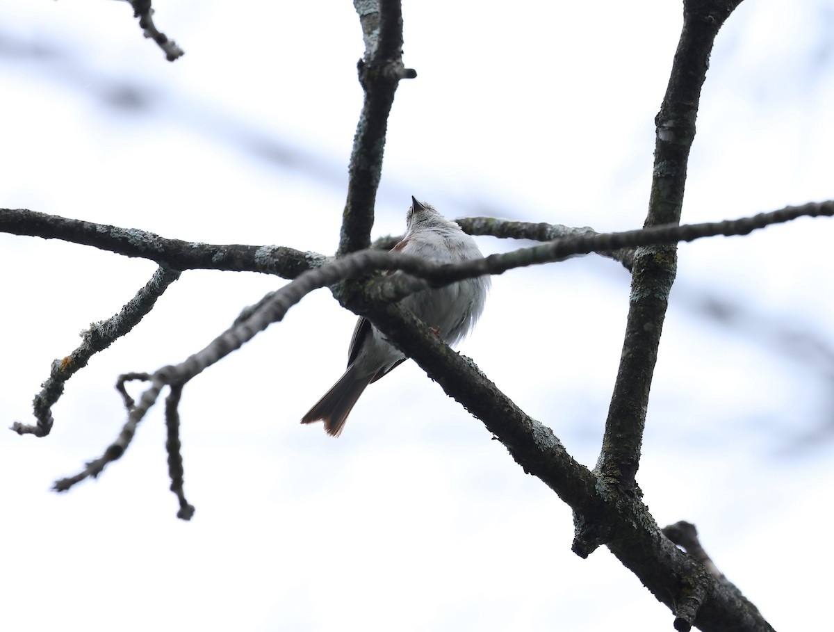 Chestnut-sided Warbler - ML620316144