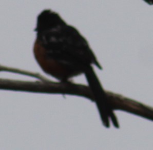 Spotted Towhee - ML620316154