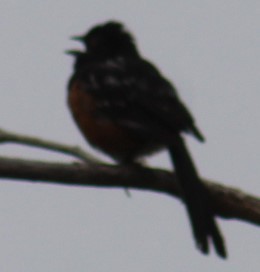 Spotted Towhee - ML620316155