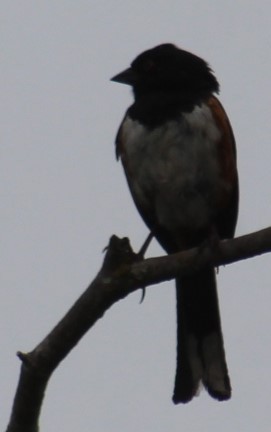 Spotted Towhee - ML620316156