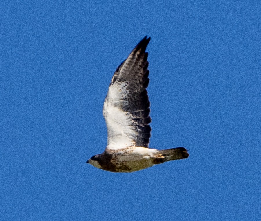 Swainson's Hawk - ML620316163