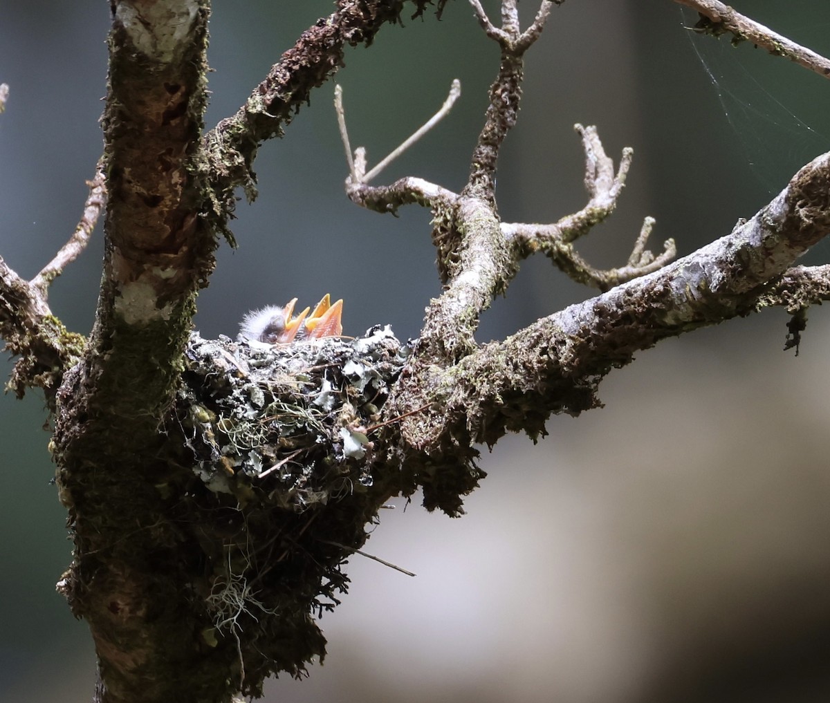 Northern Tropical Pewee - ML620316164